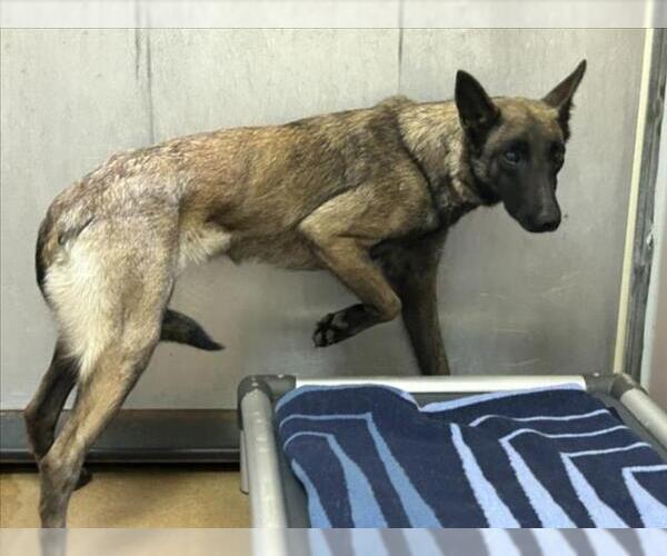 Medium Photo #1 Mutt Puppy For Sale in Martinez, CA, USA