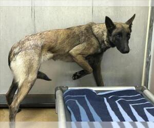 Mutt Dogs for adoption in Martinez, CA, USA