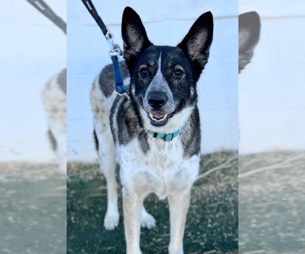Medium Photo #18 Mutt Puppy For Sale in Lake Forest, CA, USA