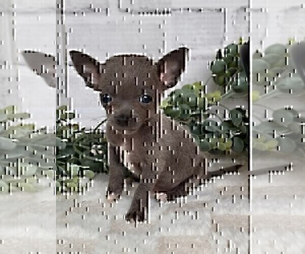 Medium Photo #20 Chihuahua Puppy For Sale in TAMPA, FL, USA