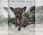 Small #19 Chihuahua