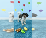 Milo - Male Shih Tzu Dog for Adoption - Small photo