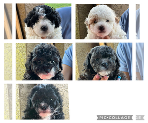 Poodle (Toy) Puppy for sale in LITHIA, FL, USA