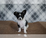 Small Photo #2 Papillon Puppy For Sale in FREDERICKSBURG, OH, USA