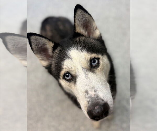 Medium Photo #4 Siberian Husky Puppy For Sale in Sayreville, NJ, NJ, USA