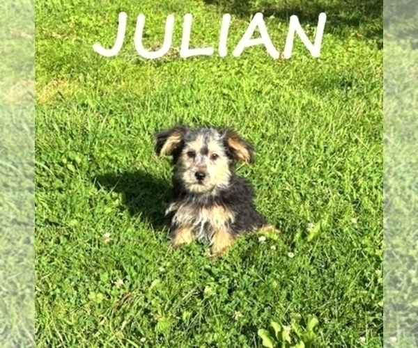 Medium Photo #3 Shorkie Tzu Puppy For Sale in HARTLAND, MN, USA