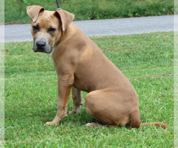 Medium Photo #3 American Pit Bull Terrier-Unknown Mix Puppy For Sale in Prattville, AL, USA