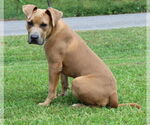 Small #2 American Pit Bull Terrier Mix