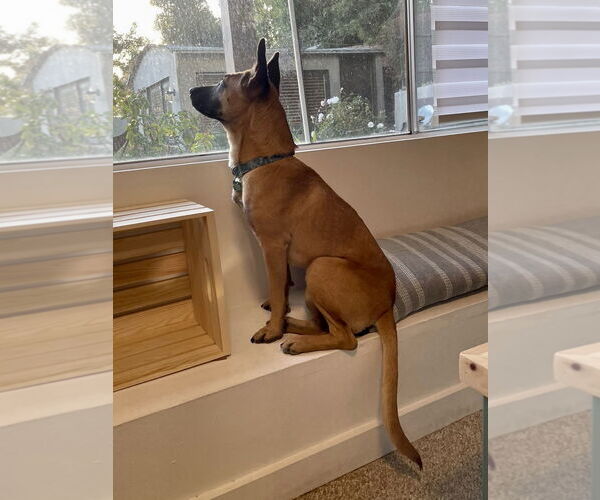 Medium Photo #11 Mutt Puppy For Sale in Dana Point, CA, USA