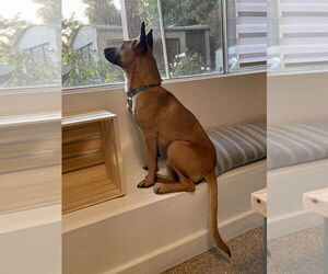 Missy - Female Mutt Dog for Adoption - Photo #11