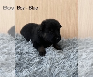 German Shepherd Dog Puppy for sale in PLYMOUTH, IN, USA
