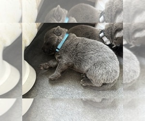 German Shepherd Dog Puppy for Sale in RUCKERSVILLE, Virginia USA