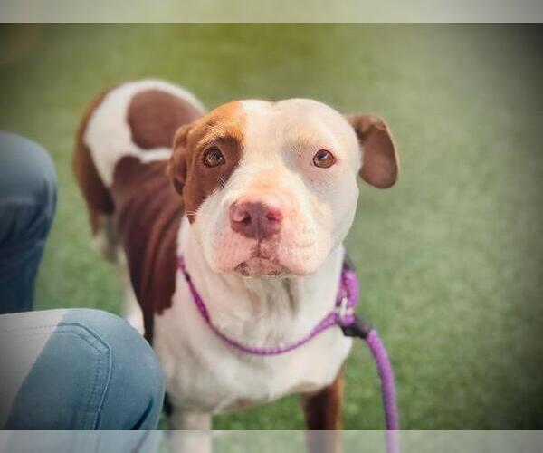 Medium Photo #1 American Pit Bull Terrier-Unknown Mix Puppy For Sale in Orlando, FL, USA