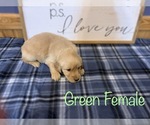 Small #4 Golden Retriever