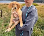 Puppy Tina Goldendoodle mix (+ Poodle Standard)