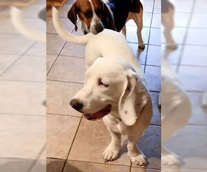 Bagle Hound Dogs for adoption in Deepwater, NJ, USA