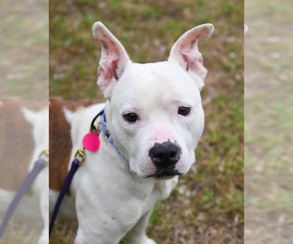 Medium Photo #3 Bulldog-Unknown Mix Puppy For Sale in Glen Allen, VA, USA