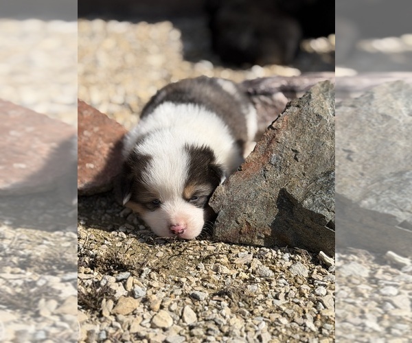 Medium Photo #3 Corgi-Aussie Puppy For Sale in WAUKON, IA, USA