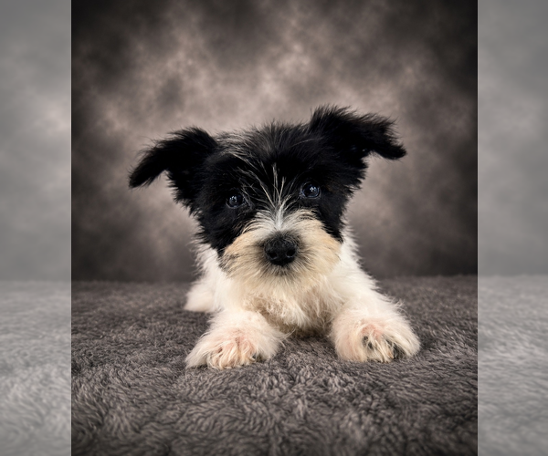Medium Photo #3 Schnauzer (Miniature) Puppy For Sale in GREENFIELD, IN, USA