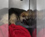 Small German Shepherd Dog Mix