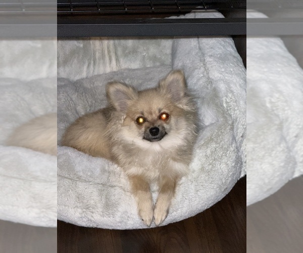 Medium Photo #12 Pomeranian Puppy For Sale in DENVER, CO, USA