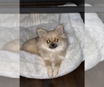 Small #11 Pomeranian