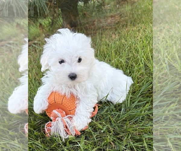 Medium Photo #2 Maltese Puppy For Sale in MIDDLEBURY, IN, USA