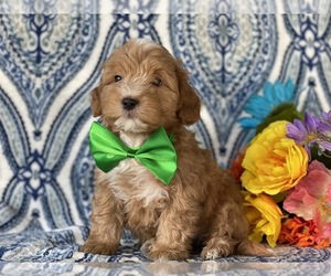 Sheltidoodle Puppy for sale in LANCASTER, PA, USA