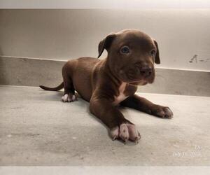 American Pit Bull Terrier Dogs for adoption in Baytown, TX, USA