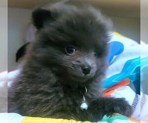 Pomeranian Puppy for sale in DRUMRIGHT, OK, USA
