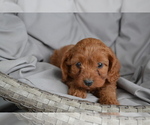 Puppy Taylor Cavapoo