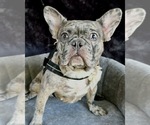 Small #2 French Bulldog