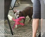Small Photo #3 American Pit Bull Terrier Puppy For Sale in phoenix, AZ, USA