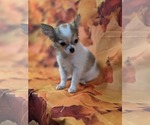 Small #5 Chihuahua