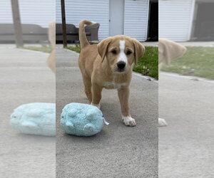 Labrador Retriever-Unknown Mix Dogs for adoption in Aurora, IN, USA
