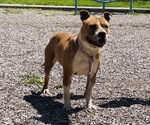 Small Photo #1 American Bully Puppy For Sale in TRENTON, NJ, USA