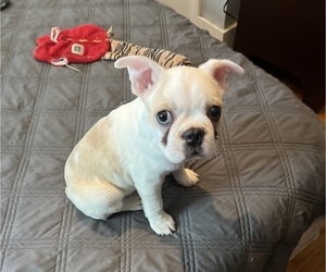 Boston Terrier Puppy for sale in COVENTRY, RI, USA