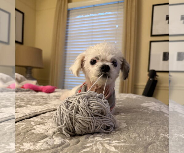 Medium Photo #5 Shih Tzu-Unknown Mix Puppy For Sale in Oakhurst, NJ, USA
