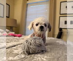 Small #4 Shih Tzu Mix