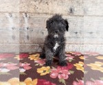 Small #9 Schnauzer (Miniature)