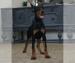 Small #9 Doberman Pinscher