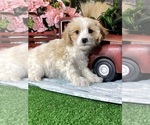 Small #3 Bichpoo-Cavalier King Charles Spaniel Mix