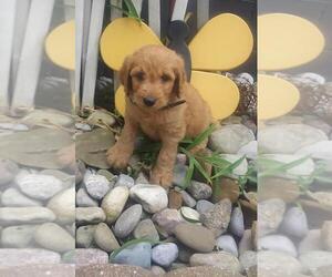 Goldendoodle Puppy for sale in FROSTPROOF, FL, USA