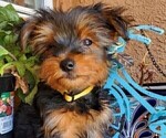 Small Photo #29 Yorkshire Terrier Puppy For Sale in SACRAMENTO, CA, USA