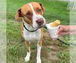 Small #6 American Pit Bull Terrier Mix