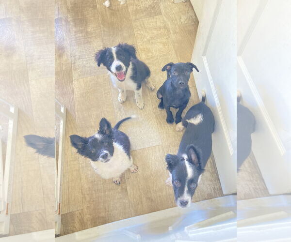 Medium Photo #5 Border Collie-Collie Mix Puppy For Sale in San Diego, CA, USA
