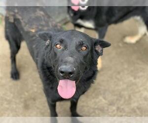 German Shepherd Dog Dogs for adoption in Riverside, CA, USA