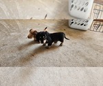 Small Photo #15 Dachshund Puppy For Sale in HARTFORD, MI, USA