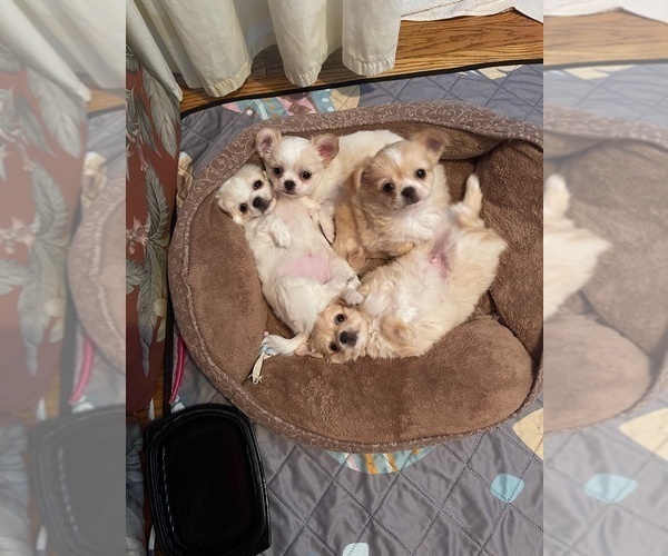 Medium Photo #1 Chihuahua Puppy For Sale in SAUSALITO, CA, USA