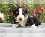 Puppy Jade Australian Shepherd